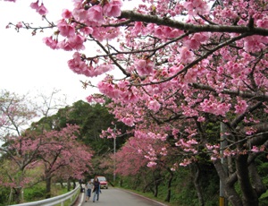 日本一早い桜まつり