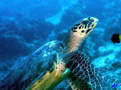 Sea Turtle