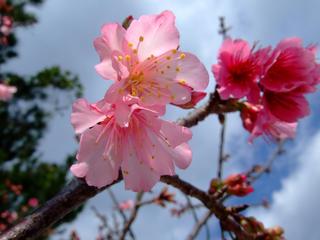 本部八重岳桜祭り