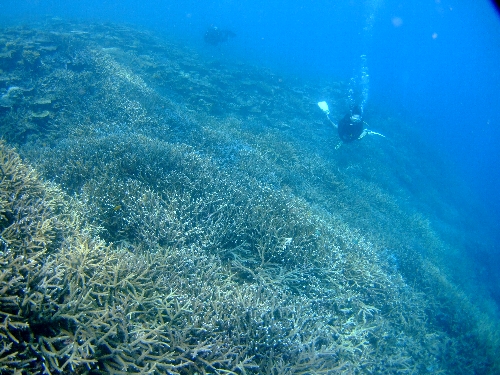 念願の