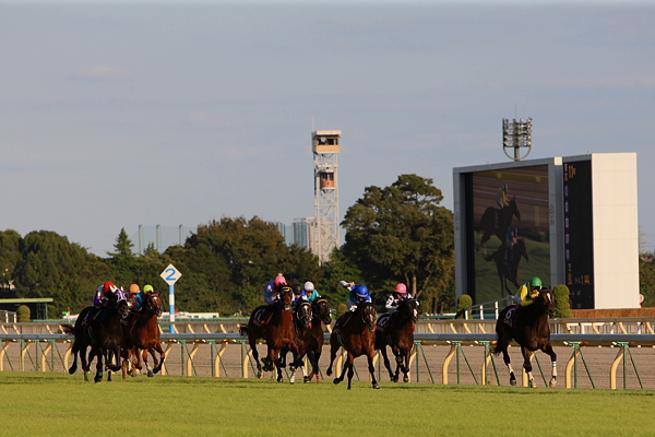 東京秋競馬2日目