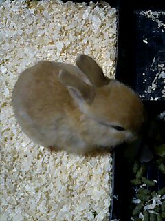 赤ちゃんはかわいい?