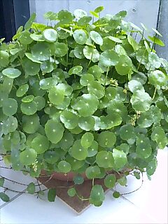 この〜木なんの木?