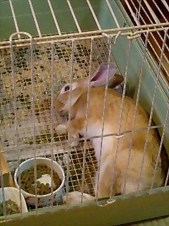 夏バテ中