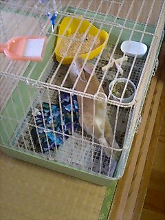 わがままな家主