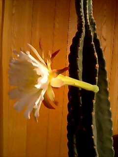 サ〜ボ〜の花