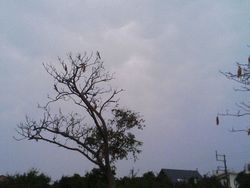 大雨