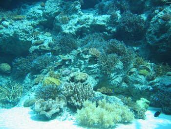 美ら海水族館