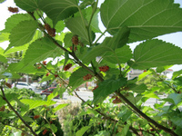 桑の実が赤く色づいています 2011/09/01 11:31:57