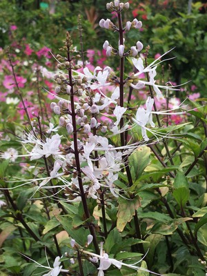 これって何の花??? これって何の花???