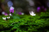 Japanese dog's tooth violet　写真って楽しい