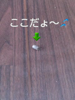 小さな小さなお客様