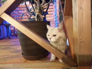 White cat come; ...\(^o^)/
