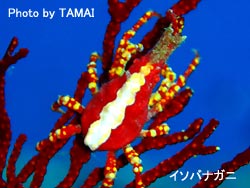 南風のまま・・・