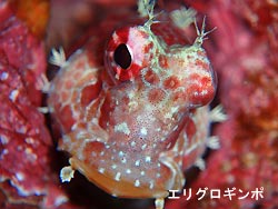 マンタおらん・・・