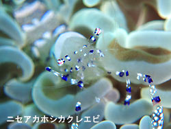 マンタおらん・・・