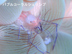 マンタ外した・・・