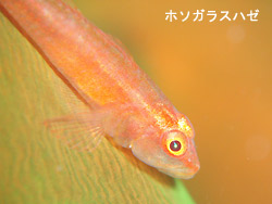 29.2度