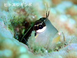 ダイビング日和!!