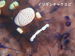マンタに逢いたいっ!!