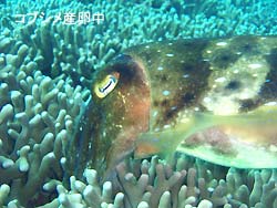 ダイビング日和