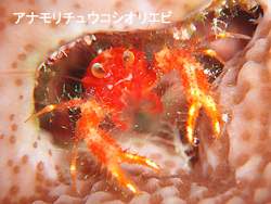 マンタ外した・・・
