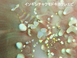 ダイビング日和