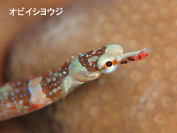 シケシケ・・・