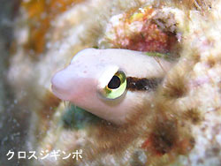 ニシキテグリの幼魚