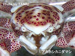 ダイバーだらけ