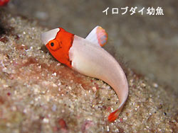 1日おいて・・・