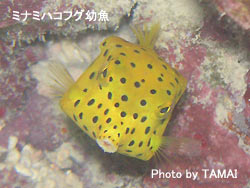 ミナミハコフグに逢いに