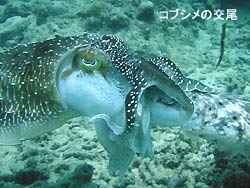 コブシメにマンタ!