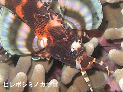 秋ですね~