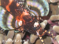 奇跡が起こったっ!