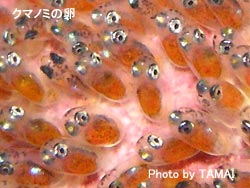 ミナミハコフグに逢いに