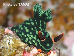 ミナミハコフグに逢いに