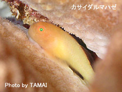 コブシメにマンタ!