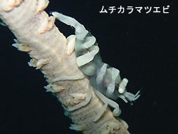 ねばって・・・。