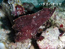 大当たり~
