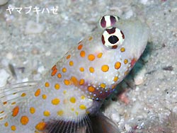 ねばって・・・。