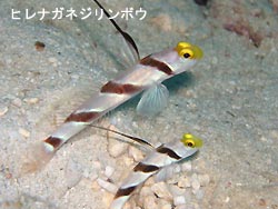 ねばって・・・。
