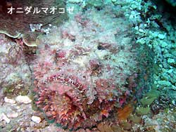 初マンタなるか?!