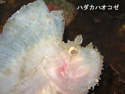 久しぶりのマンタ。