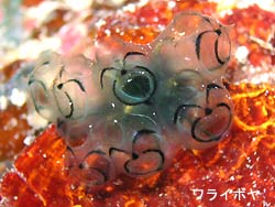 久しぶりのマンタ。