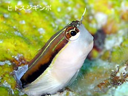 大きなウミガメさん