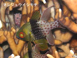 川平の海~