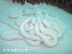 川平の海~