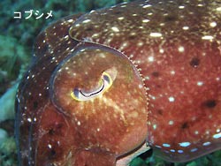 名蔵湾で