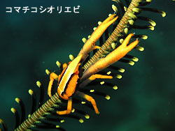 シケています。。